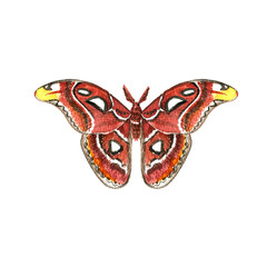 Obraz premium watercolor drawing atlas, butterfly,Attacus atlas, hand drawn illustration