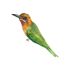 watercolor drawing sitting bird, hand drawn illustration