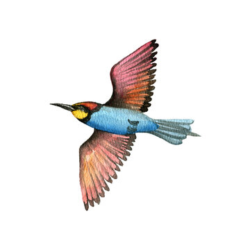 recommend clip art: watercolor drawing flying bird, hand drawn illustration