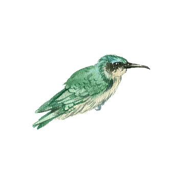 recommend clip art: watercolor drawing sitting bird, hand drawn illustration