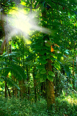 Scenic view of sun rays through dense forest trees in Hawaii rainforest. Exploring nature and wildlife on remote tropical island for vacation and holiday. Green plants and bushes in mother nature