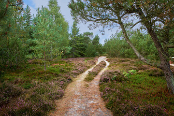 Landscape of hiking trail or path surrounded by fir, cedar, spruce or pine trees in quiet woods in Sweden. Environmental growth or nature conservation in remote, serene coniferous countryside forest
