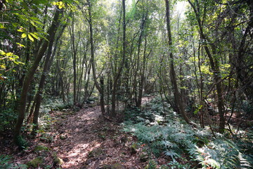 thick wild forest with fine pathway