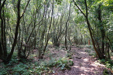 thick wild forest with fine pathway