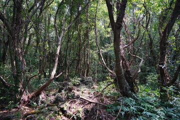 primeval forest in the gleaming sunlight