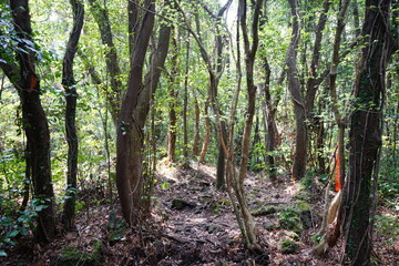 primeval forest in the gleaming sunlight