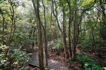 mossy trees and vines and walkway