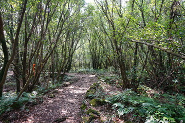 thick wild forest with fine pathway