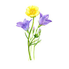 Obraz premium watercolor drawing bouquet of flowers, yellow buttercup and bells isolated at white background , hand drawn botanical illustration