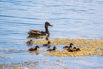 A family of ducks, a duck and its little ducklings are swimming in the water. The duck takes care of its newborn ducklings. Mallard, lat. Anas platyrhynchos