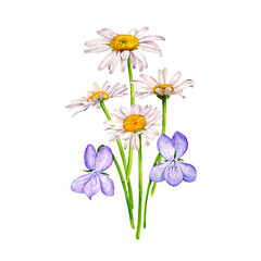 watercolor drawing bouquet of flowers, violets and daisies isolated at white background , hand drawn botanical illustration
