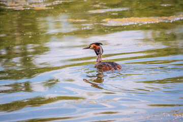 The waterfowl bird Great Crested Grebe swimming in the calm lake