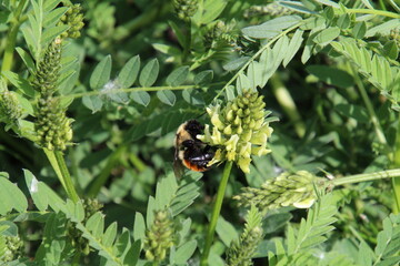 Bee On A Leaf