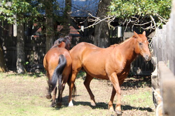 Fototapeta premium two horses grazing in a pen