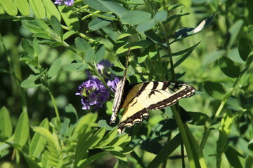 Butterfly In The Bush, Pylypow Wetlands, Edmonton, Alberta