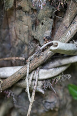 portrait vines intertwined with trees, texture.