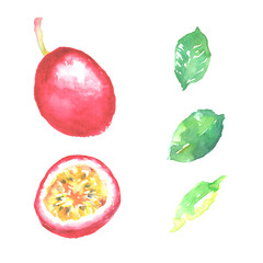 水彩で描いたパッションフルーツのイラスト