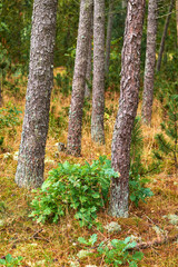 Pine trees in a wild forest in summer. Landscape of various pines, green vegetation with bushes and shrubs growing in nature or in a secluded uncultivated environment on a beautiful sunny day