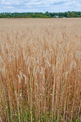 Wheat growing on a farm with blue cloudy sky and trees in the distance. Landscape of golden corn field or cultivated grains on a sustainable and agricultural farm land near the countryside