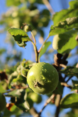 Close-up of small green apples growing on branch on tree covered by raindrops. Malus domestica tree after rain