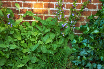 View of fresh parsley, thyme, coriander and basil growing in a vegetable garden at home. Texture detail of vibrant and lush cooking aroma herbs blooming and sprouting in bushes and shrubs in backyard