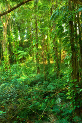 Trees and plants growing in a green lush jungle in Hawaii, USA. Harmony and nature in a wild remote forest with tropical organic growth. Quiet soothing woodland landscape in a zen, silent forest