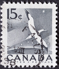 CANADA - CIRCA 1954: a postage stamp from CANADA, showing a drawing of a Northern Gannet (Morus...