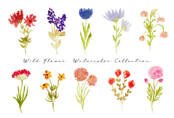 set of cute wild flower watercolor
