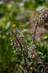 Petasites paradoxus flower growing in meadow