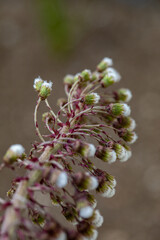 Petasites paradoxus flower growing in meadow, close up shoot	