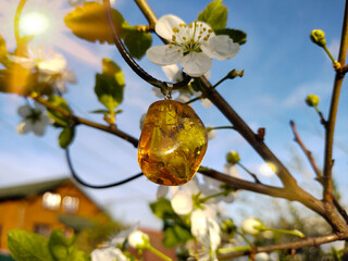 Baltic amber pendant against the background of apple flowers