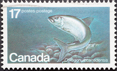 CANADA - CIRCA 1980: a postage stamp from CANADA, showing an Atlantic Whitefish (Coregonus canadensis). Circa 1980.