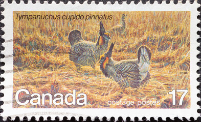 CANADA - CIRCA 1980: a postage stamp from CANADA, showing a Greater Prairie Chicken (Tympanuchus...