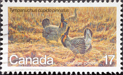 CANADA - CIRCA 1980: a postage stamp from CANADA, showing a Greater Prairie Chicken (Tympanuchus cupido pinnatus). Circa 1980.