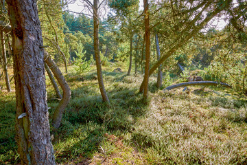 Fallen pine trees after a storm or strong wind leaning and damaged. Plants and bush in harsh weather conditions during winter. Destruction of nature and ecosystem by the extreme tempest in a forest