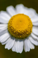 Matricaria chamomilla growing in meadow, close up shoot	