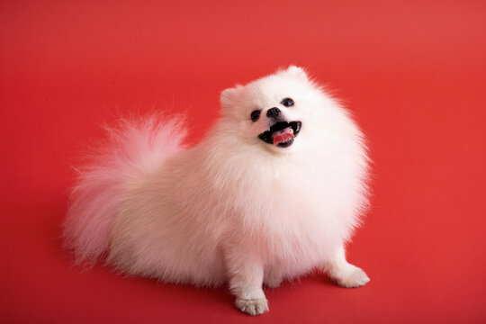 Dog breed pomeranian spitz funny sits on a red background