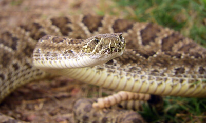   venomous prairie rattlesnake on the trail  in summer in pawnee national grassland in northeastern colorado near greeley    