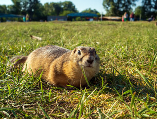 Gopher on the meadow is looking at camera.