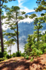 Fototapeta na wymiar Landscape of fir, cedar, pine trees growing in quiet misty, foggy woods. Green coniferous forest in remote countryside mountains in La Palma, Canary Islands, Spain. Environmental nature conservation