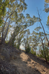 Low angle of a mountain walking trail near cultivated woodland near Table Mountain in Cape Town. Forest of tall Eucalyptus trees growing on a sandy hill in South Africa for empty nature scene.