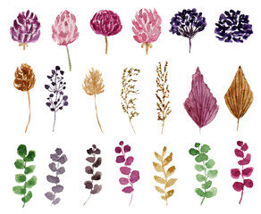 set of aesthetic dried flowers and dried leaves watercolor