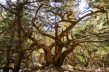 Die Samaria-Schlucht auf Kreta - Der Gran Canyon Europas
