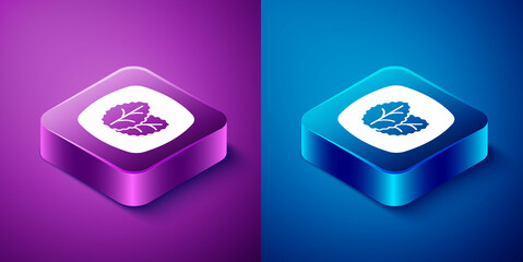 Isometric Tobacco leaf icon isolated on blue and purple background. Tobacco leaves. Square button. Vector