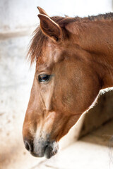 Fototapeta premium Horse Live In Stable