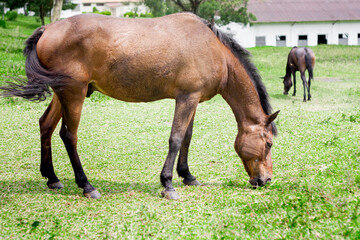 Obraz premium Horse Live In Stable