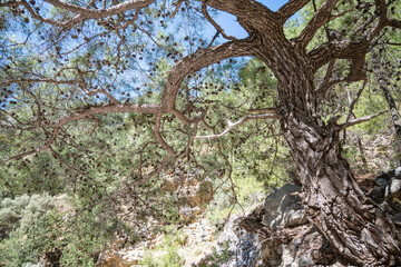 Die Samaria-Schlucht auf Kreta - Der Gran Canyon Europas