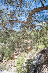 Die Samaria-Schlucht auf Kreta - Der Gran Canyon Europas