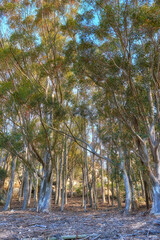 Landscape of eucalyptus gum trees growing in quiet woods on Table Mountain, Cape Town, South Africa. Green evergreen forest in remote countryside. Environmental nature conservation or deforestation