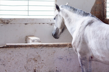 Horse Live In Stable